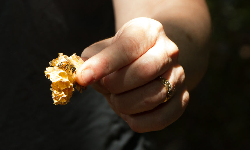 A hand lit by sunlight with a honey bee on the tip of the ring finger.