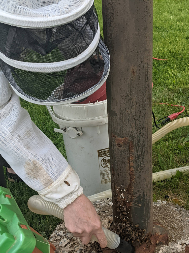 So I caught a honey bee swarm...and some of you had questions